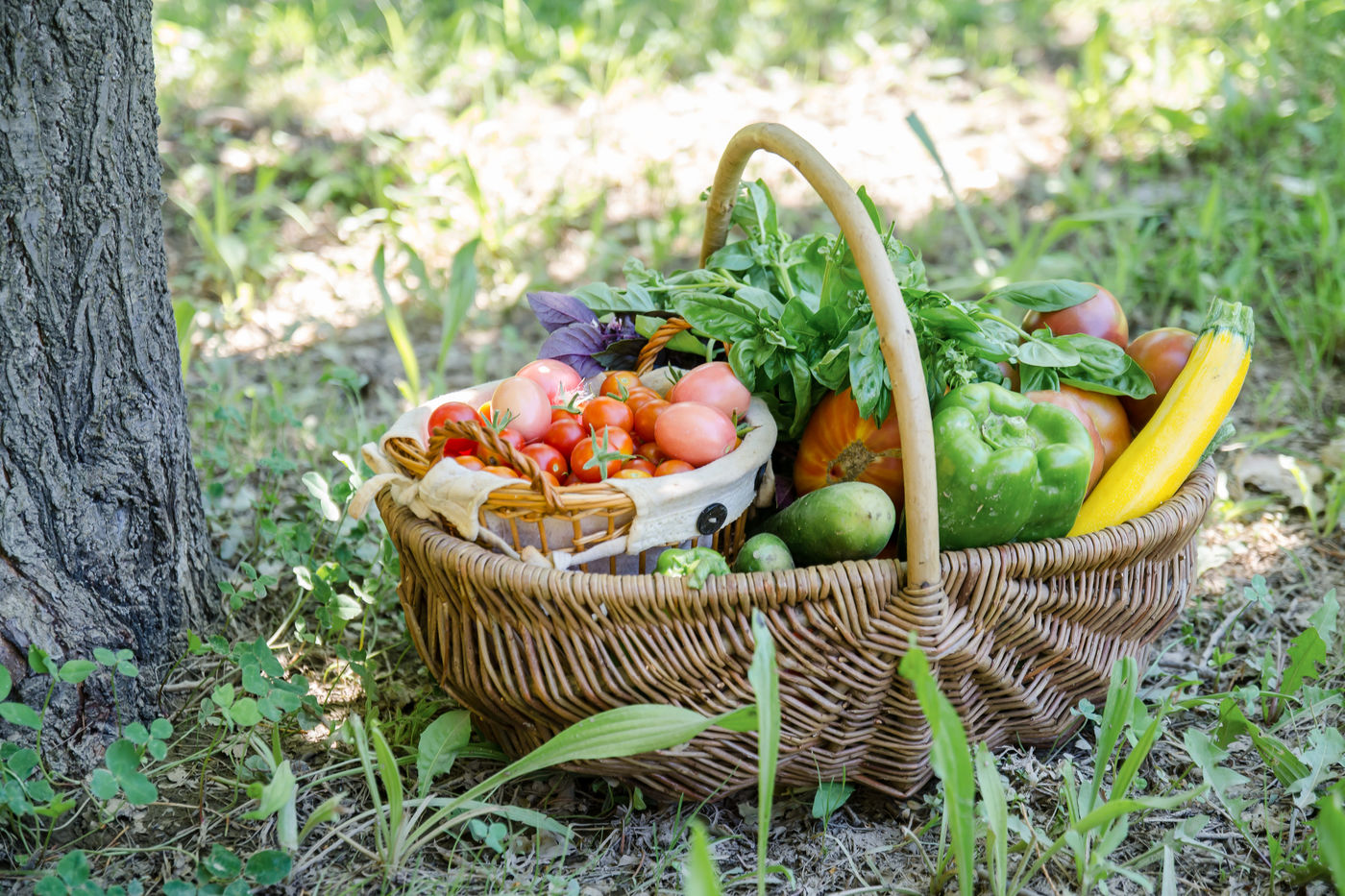 Domaine de Mejeans - Maison et chambres d'hôtes - Provence - Alleins - Bouches du Rhône
